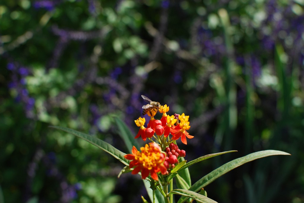 Kim Schlossberg photo of milkweed with honey bee, taken at P.O.P Garden