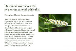 Swallowtail caterpillar